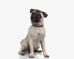 lovely little pug dog with collar sitting and looking to side