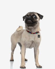 curious little dog pug with collar standing and looking up