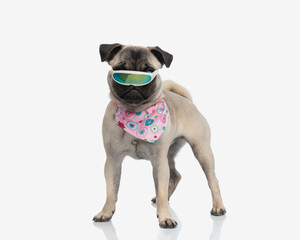 cute fashion pug puppy wearing pink bandana and sky sunglasses