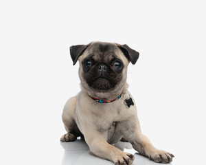 adorable pug puppy with collar on his neck laying down