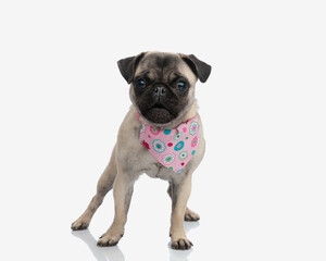 sweet little pug puppy wearing pink bandana around neck and standing