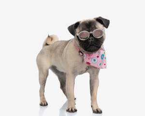 beautiful pug with pink bandana and sunglasses standing