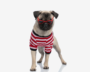 precious little pug dog with red white body costume and red sunglasses