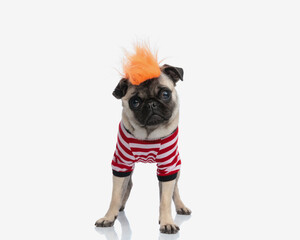 beautiful little pug wearing orange wig and body costume and standing