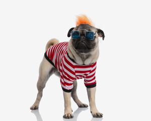 sweet small pug dog with orange wig and sunglasses looking forward