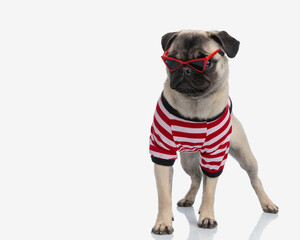 cute little mops dog wearing red triangle sunglasses and looking away