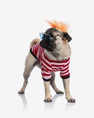 sweet funny pug dog with sunglasses and orange wig looking to side