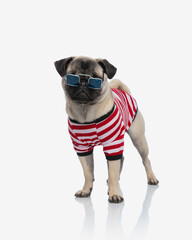 cute little pug dog with square sunglasses and body costume standing