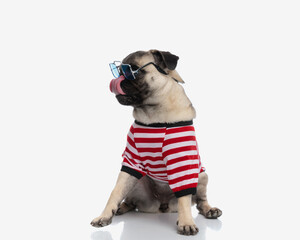 adorable little pug puppy with sunglasess looking to side and licking nose