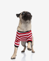 curious adorable pug dog in body costume looking up