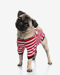 adorable fawn pug with body costume tilting head and looking forward