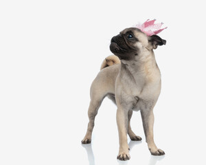 proud little pug dog with pink glitter crown looking to side and standing