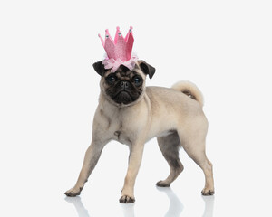 side view of adorable little pug princess with pink crown standing