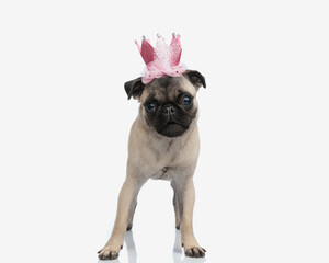 beautiful little pug girl puppy with princess crown looking forward
