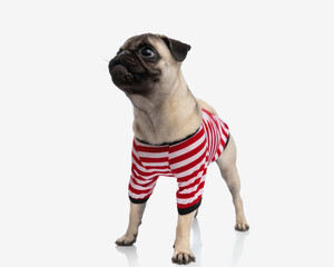 curious little pug puppy wearing body costume and looking up