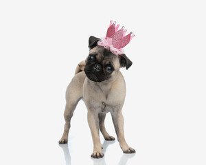 curious little pug dog with pink princess crown tilting head to side