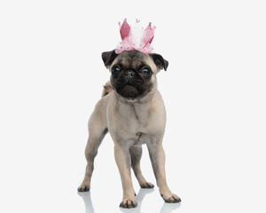 cute royal little pug puppy with pink princess crown looking forward