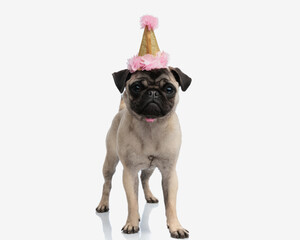 adorable little pug puppy with birthday party hat looking forward