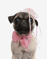 beautiful little elegant lady pug with pink bowtie and hat looking up