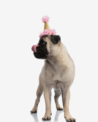 greedy little dog with party hat looking to side and licking nose
