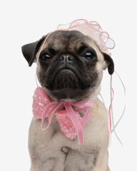 sweet little pug with pink hat and bowtie sitting and looking at camera
