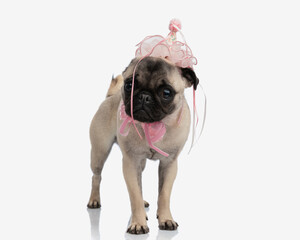 adorable little pug with pink hat and bowtie standing and looking firward