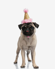 beautiful fawn pug dog with birthday party hat sticking out tongue