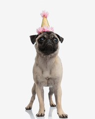 adorable little dog with birthday party hat looking up and standing