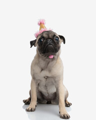 impatient little puppy with birthday party hat looking up and sitting