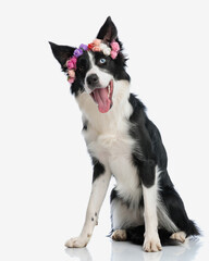 cute adorable border collie dog with flowers headband panting