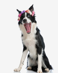 sleepy adorable border collie puppy with flowers headband yawning