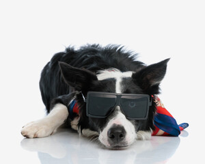 beautiful border collie dog with sunglasses and scarf looking at camera