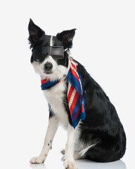 beautiful border collie dog with scarf and sunglasses looking forward