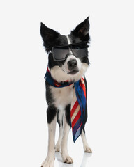 fashionable border collie puppy wearing sunglasses and neck scarf looks at the camera on white...