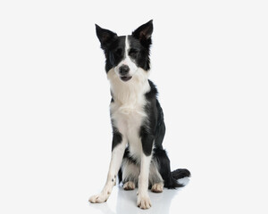cute border collie dog closing eyes and sitting