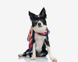 cool fashion border collie puppy with sunglasses and scarf sitting