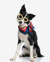 funny border collie dog with scarf and flowers sunglasses sitting