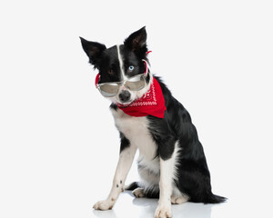 adorable border collie dog with sunglasses and red bandana looking forward