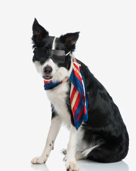 cool fashion border collie dog with sunglasses and scarf looking forward