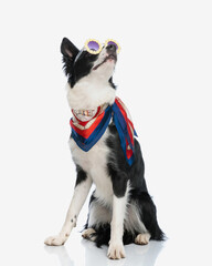 curious border collie puppy with scarf and flowers sunglasses looking up