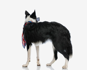 back view of border collie dog with scarf and sunglasses standing