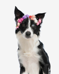 portrait of beautiful border collie dog with flowers headband looking forward