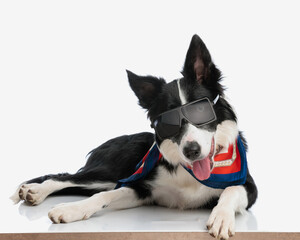 funny border collie puppy with sunglasses sticking out tongue and panting