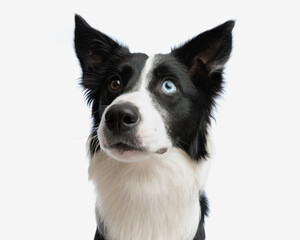 portrait of adorable border collie dog looking up and being curious