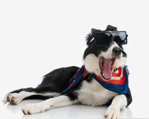 sleepy cool border collie puppy with sunglasses yawning and laying down