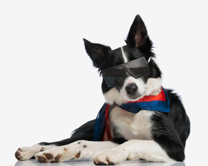 adorable border collie dog with sunglasses looking forward and laying down
