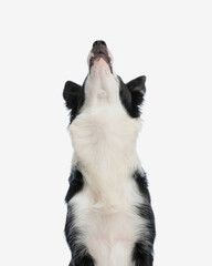 curious beautiful border collie dog looking up and being curious