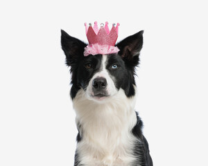 adorable cute border collie dog with pink glitter crown looking at camera