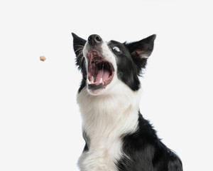 hungry border collie dog being greedy and catching a snack