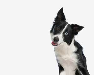 portrait of adorable border collie dog looking forward and tilting head